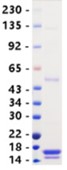 SDS-PAGE (CD59-151H).jpg